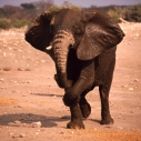 Peter Kirner: Elefant Namibia