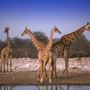 Peter Kirner: Giraffen Namibia