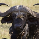 Büffel Kenia