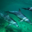 Delfine Oman