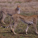 Geparden Kenia
