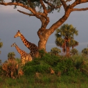 Giraffen Uganda