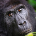 Gorilla Kongo
