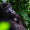 Gorillas Kongo
