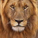 Löwenportrait Kenia