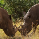 Nashörner Kenia