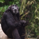 Schimpanse Uganda