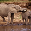 Waldelefanten Kongo