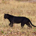 schwarzer Panther Indien